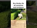 "The sun is shining!" ahh dog
