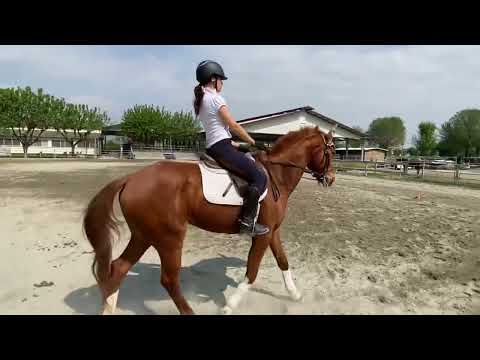 Emilia Zanetti & Kerro ‘ BD dressage Test Preliminary 18 (2002 rev2016)