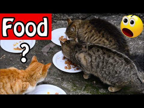 What happens if you feed stray cats - Cute Cats