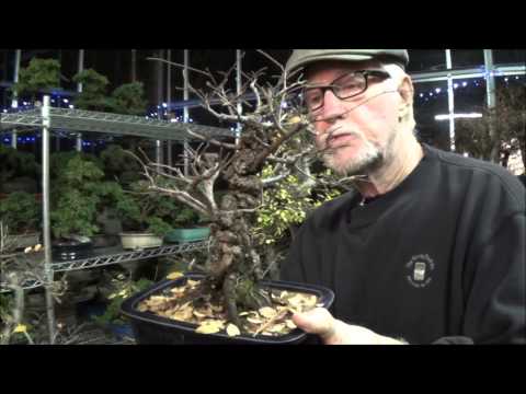 Plant City Bonsai - December 2013