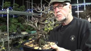 preview picture of video 'Plant City Bonsai - December 2013'