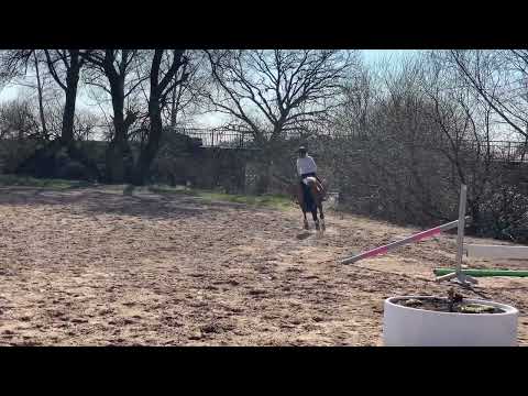 S-GEMELLO Z 4j. v. Satisfaction - Vigo d'Arsouilles VB 15.000,- Euro