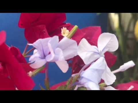 Triumphant Joy for You