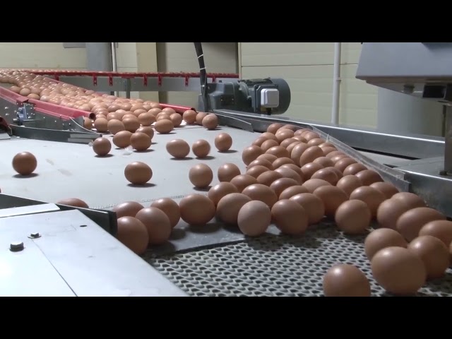 Мөслимгә “Гамалея” исемендәге милли тикшеренү үзәге директоры урынбасары килде