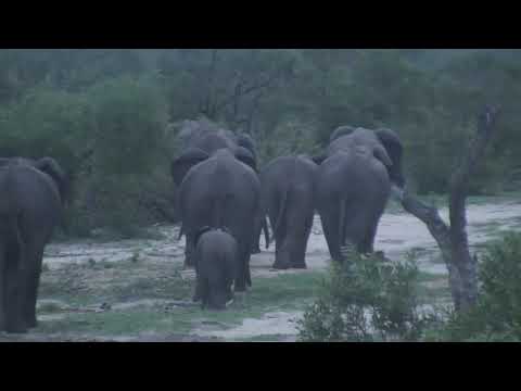 Djuma: Fang and her Elephant herd - 05:00 - 12/29/18