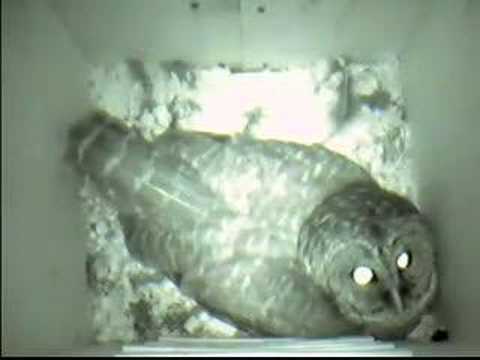 Nesting Barred Owl - gets meal from Male
