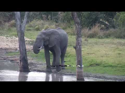 Djuma: Lone Elephant drinks at shallow end of the dam - 17:07 - 08/25/2023