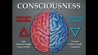 Right & Left Brain Hemispheres