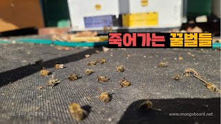 따뜻한 겨울이 꿀벌에게 최악인 이유