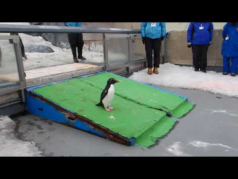 2022-3-20 旭山動物園 キングペンギンと散歩に行きたいイワトビペンギン(The rockhopper wants to go for a walk with King penguins,but