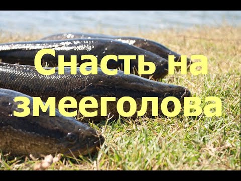 Как ловят змееголова на лягушку Amazing Frog fishing catch snakehead fish