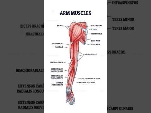 Arm Muscles Anatomy 💪#A Complete Guide to Upper Limb Musculature