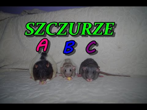 Pierwsze kroki do ZASZCZURZENIA (32)