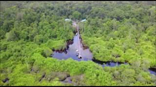 Download lagu Video of Borneo's tropical forest taken by a drone mp3