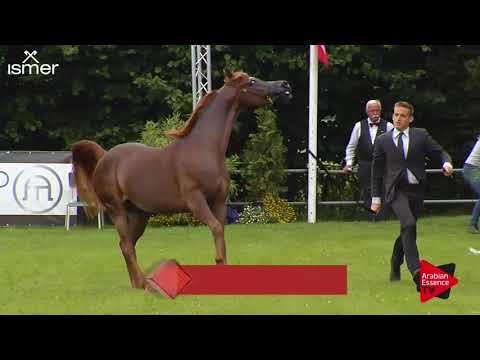 Strohen 2017 C-Show Class 8