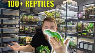 REPTILE ROOM TOUR March 2026! + New ADDITIONS to the room!