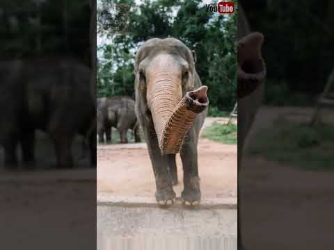 most strangest facts in the world| strange facts you didn't know ❓| #shorts #shortsfeed