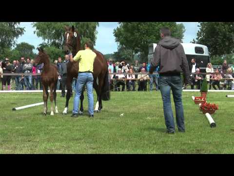 Sudweyher Fohlenschau 2014 - Kat.-Nr. 15