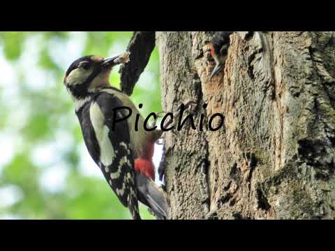 How to Pronounce Picchio?