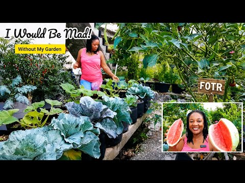 Garden For MENTAL HEALTH And For FREE FOOD!