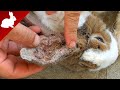 Rabbits - Ear mites - Treatment