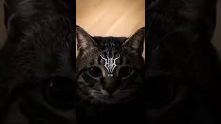 Download lagu DJ BLOODLINE X NARWHAL X NEFFEX (Slowed & Reverb) #dj #remix #slowedandreverb mp3 Download lagu DJ BLOODLINE X NARWHAL X NEFFEX (Slowed & Reverb) #dj #remix #slowedandreverb mp3