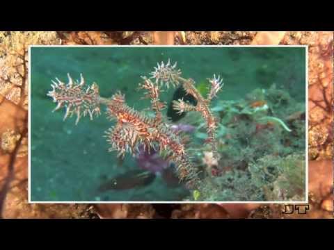 Magnificent Critters of Lembeh Strait, Part I, Muck-Diving,