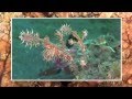 Magnificent Critters of Lembeh Strait, Part I, Muck ...