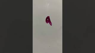 ‘The Addams Family’ Animatic. Original by Andrew Gold