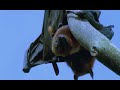 Mating Fruit Bats | Wild Indonesia | BBC Earth