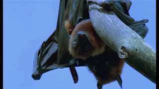 [問卦] 蝙蝠是不是哺乳類動物的進化頂點？