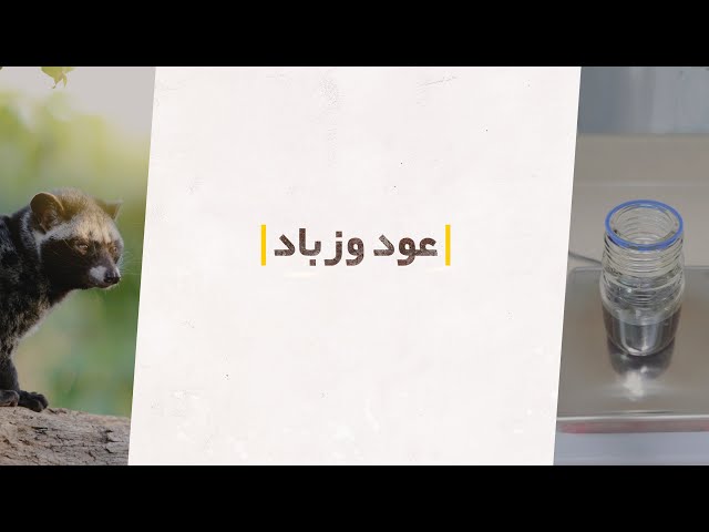 مخلط عود وزباد (جملة)