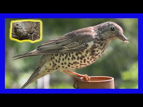Mistle Thrush song — fluty melancholický spev z vrcholu stromu