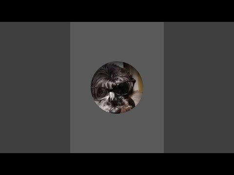 Zwergschnauzer Bukfenc und seine Freunde  überträgt einen Livestream.