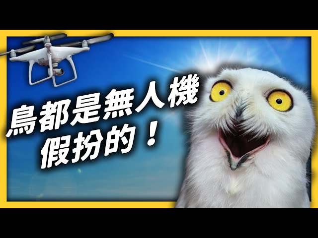 美國有一堆人相信「鳥不是真的」！？背後原因令人暖心！｜志祺七七