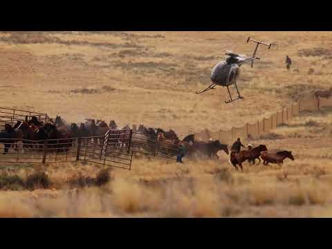 Stallion Fights for His Family; Fight for Them All