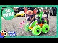 30 Minutes Of Animals Who Love Their High Tech Humans Dodo Kids Animal Videos For Kids