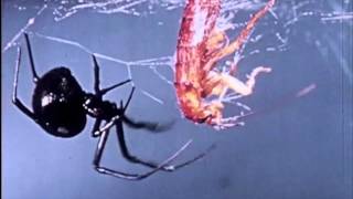 The Burning of Rome - With Us