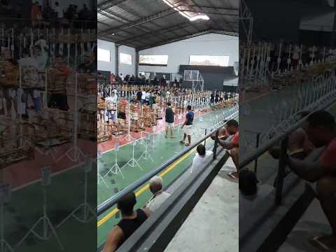 Roda de Coleiro no Festivo dos Amigos em Porciuncula/RJ - 19/10/2025