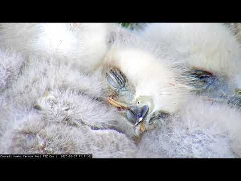Cornell Hawks Cam Zooms In On Napping Nestlings – May 7, 2020