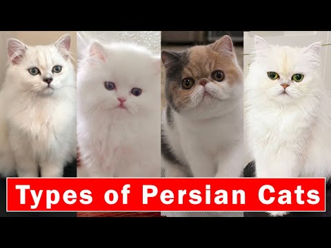 Top 5 Stunning types of Persian Cats |  Persian cats breeds 2022