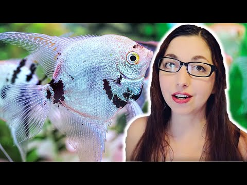 ANGELFISH CARE GUIDE 🐟 Freshwater Angelfish Basics