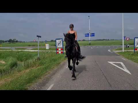 Stal Okkema's Codor in traffic