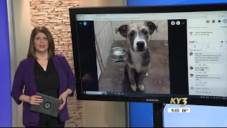 Local animal adoption center facing supply shortages amid surge in animal intakes