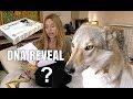DOG DNA REVEAL CZECHOSLOVAKIAN WOLFDOG Surprising Result