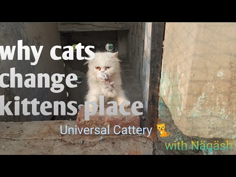 Why cats change kittens place