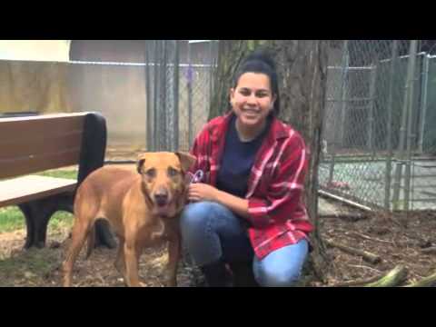 Rufus, an adopted Labrador Retriever Mix in Magnolia, TX_image-1