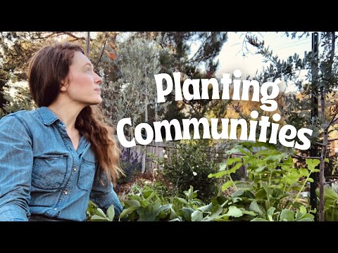 My Permaculture Guilds (Zone 9a)