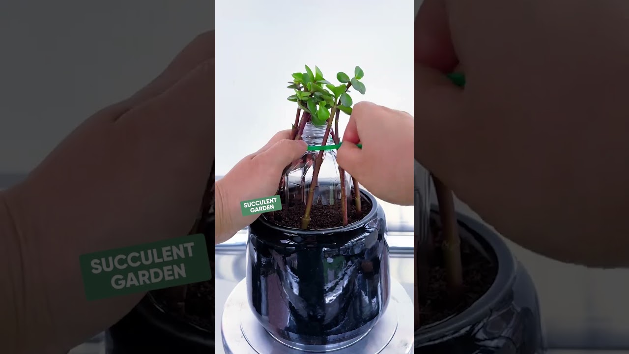 Creative Succulent Styling Ideas: Art in a Pot