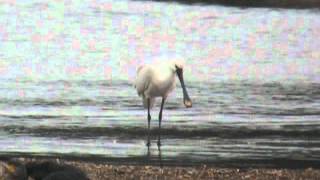 preview picture of video '4.10.10 Spatule blanche (Platalea leucorodia, Eurasian Spoonbill)'